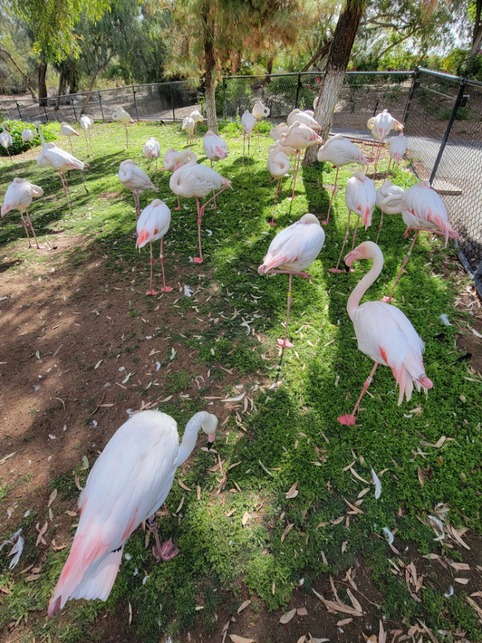 Phoenix Zoo